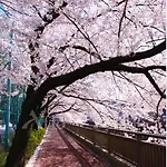花乃郷 板橋