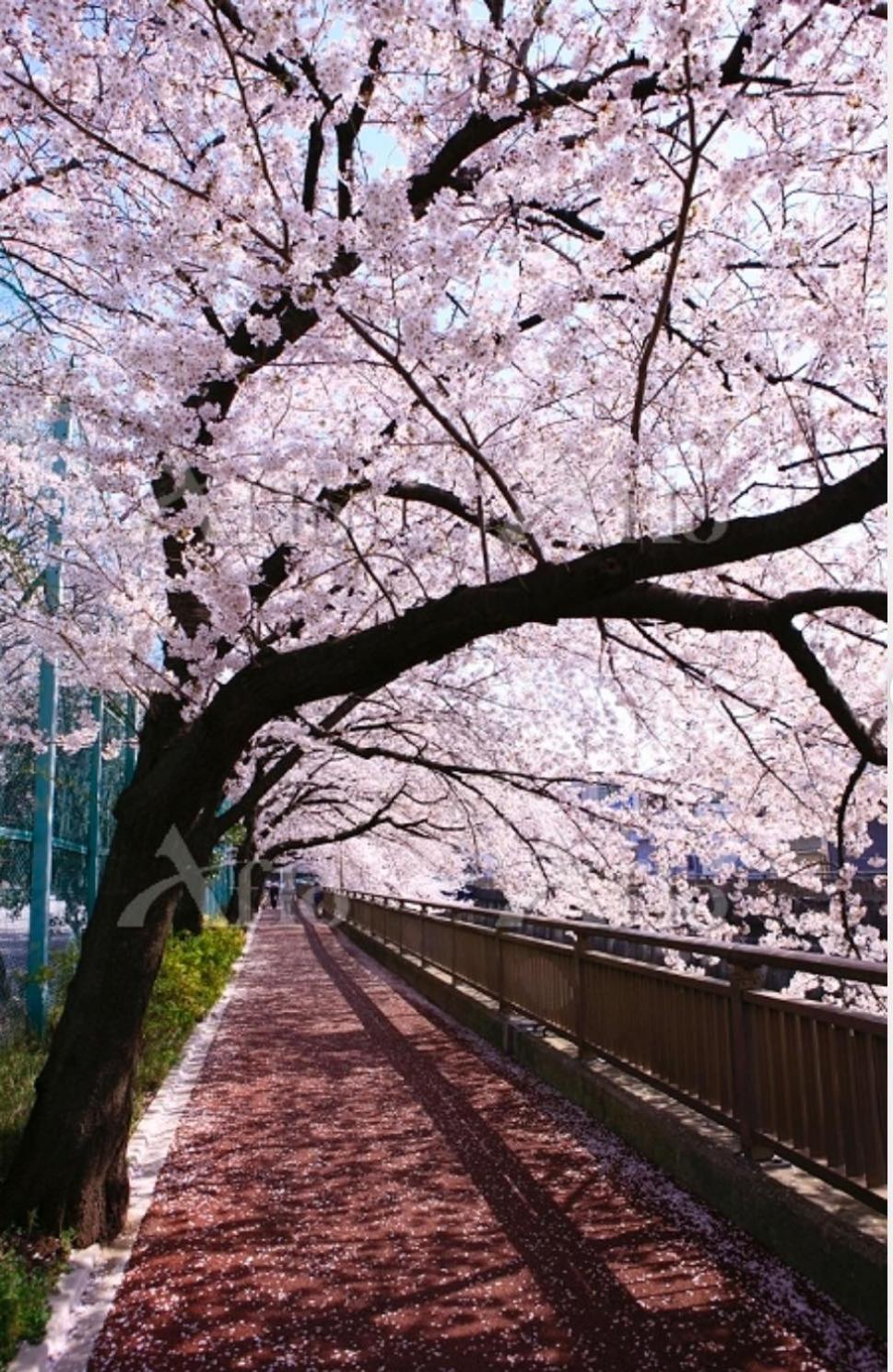 花乃郷 板橋 * Tokyo